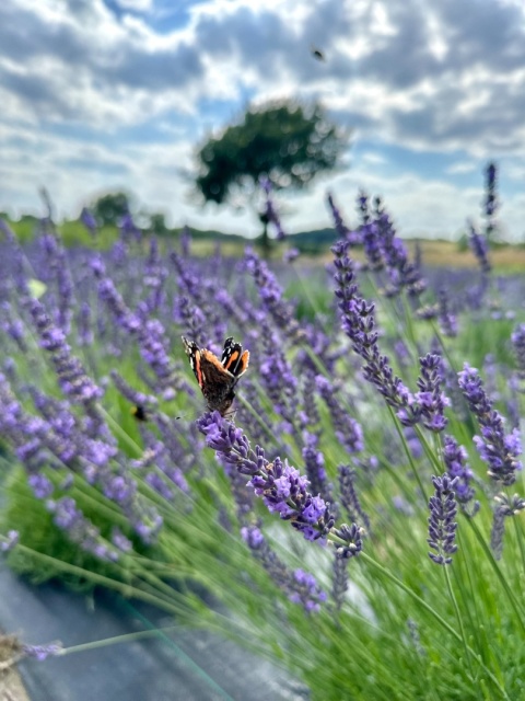 Warsztaty z destylacji ziół i esencji na polu Lavendowni Gardno Warsztaty z destylacji ziół i esencji na polu Lavendowni Gardno